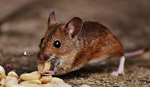 24 Hour & Emergency Exterminators in Union Bank Of California, CA